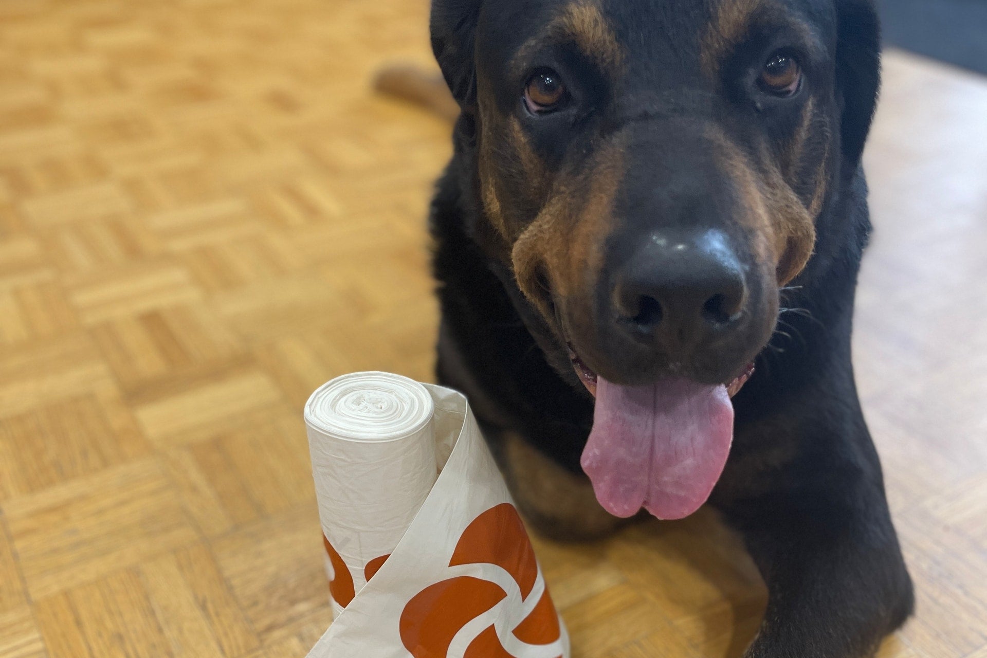 Compostable Bags: Environmentally Conscious Dog Owners